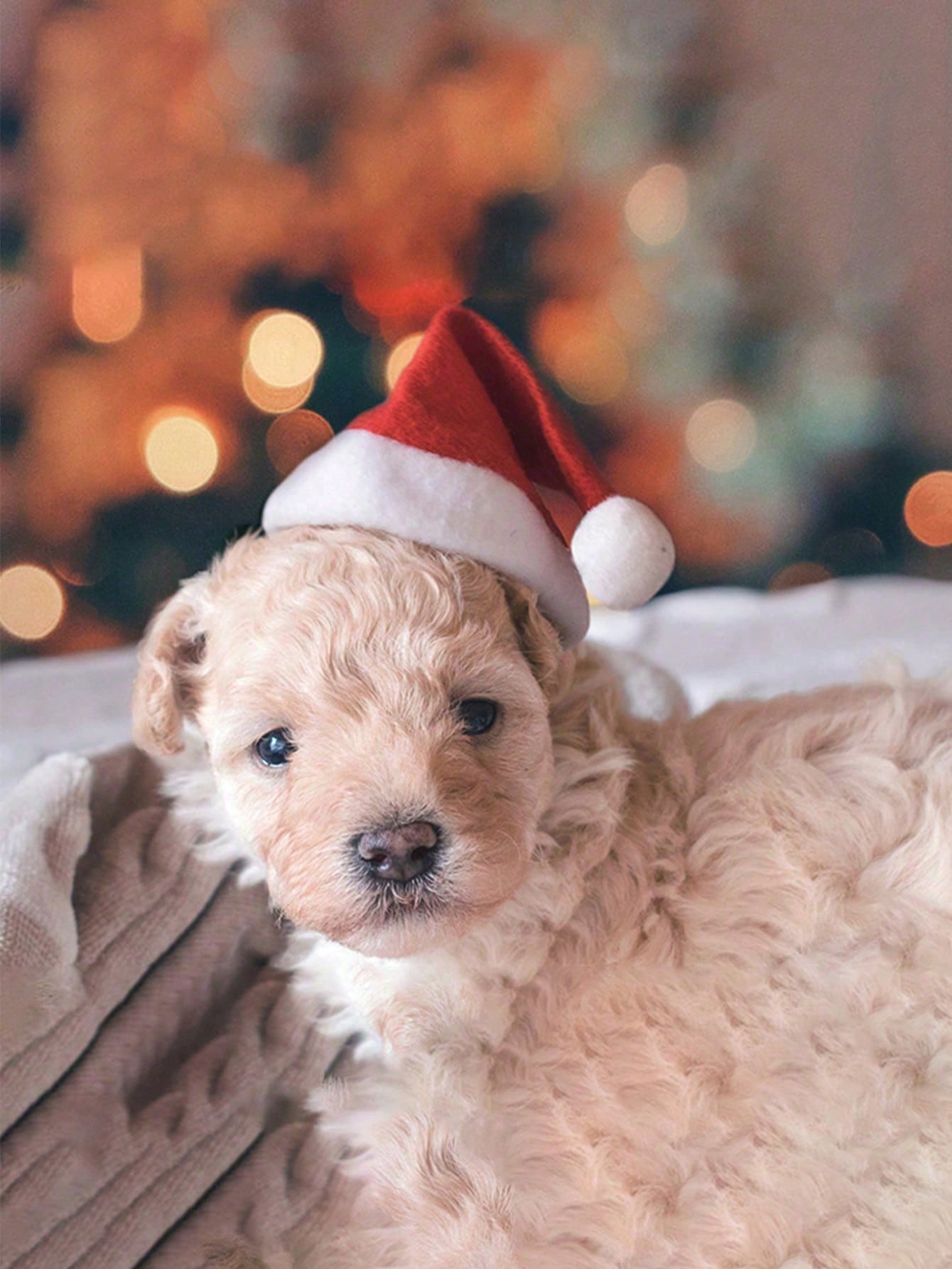 Plush Santa Hat for Dog Cat, S - Santa Hat Plush ulasan dan harga