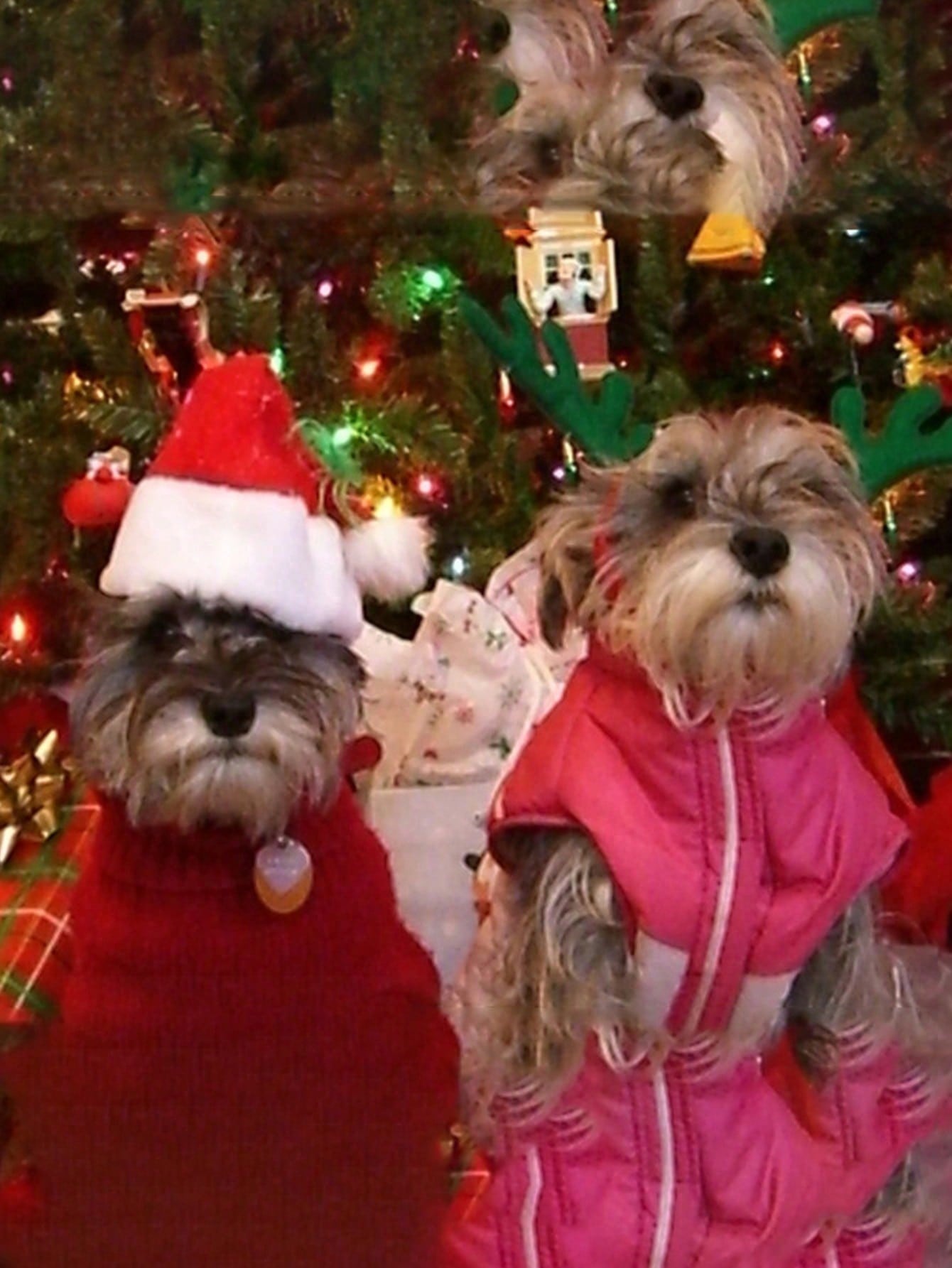 Plush Santa Hat for Dog Cat, S - Santa Hat Plush ulasan dan harga